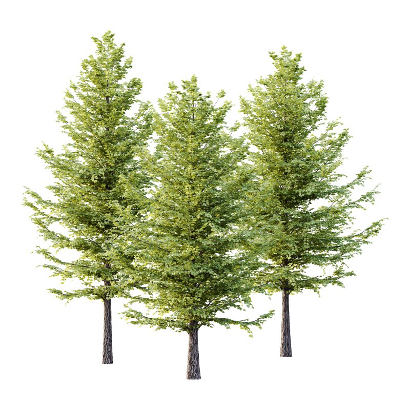 Tilia platyphyllos Tree 10 - Image 1