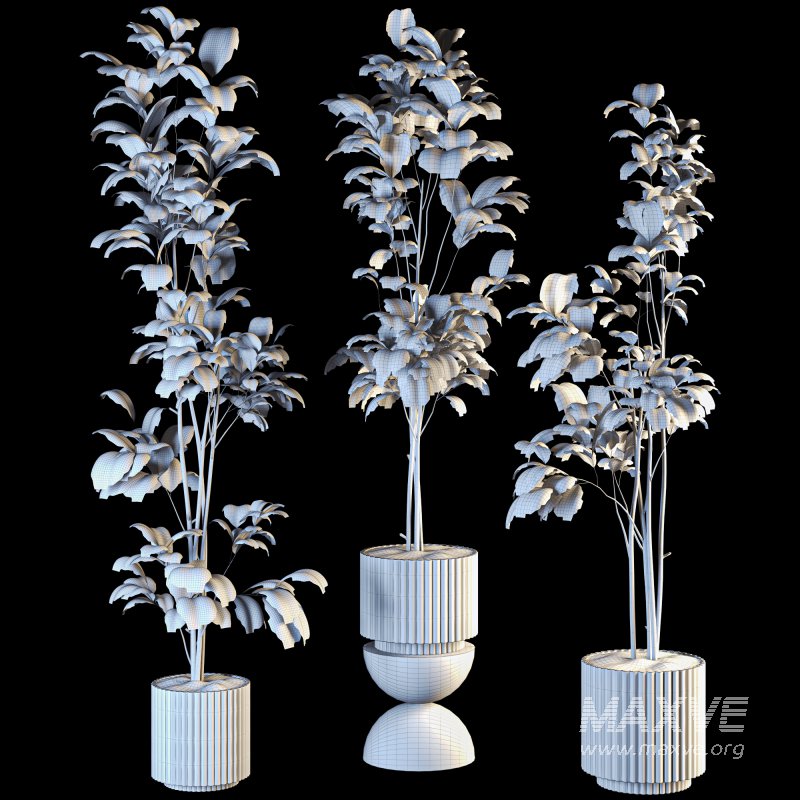 Bonsai Jungle Fiddle Ficus Tree Set - Image 6