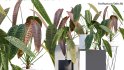 Collection 15 – Interior Plants - Thumbnail 7