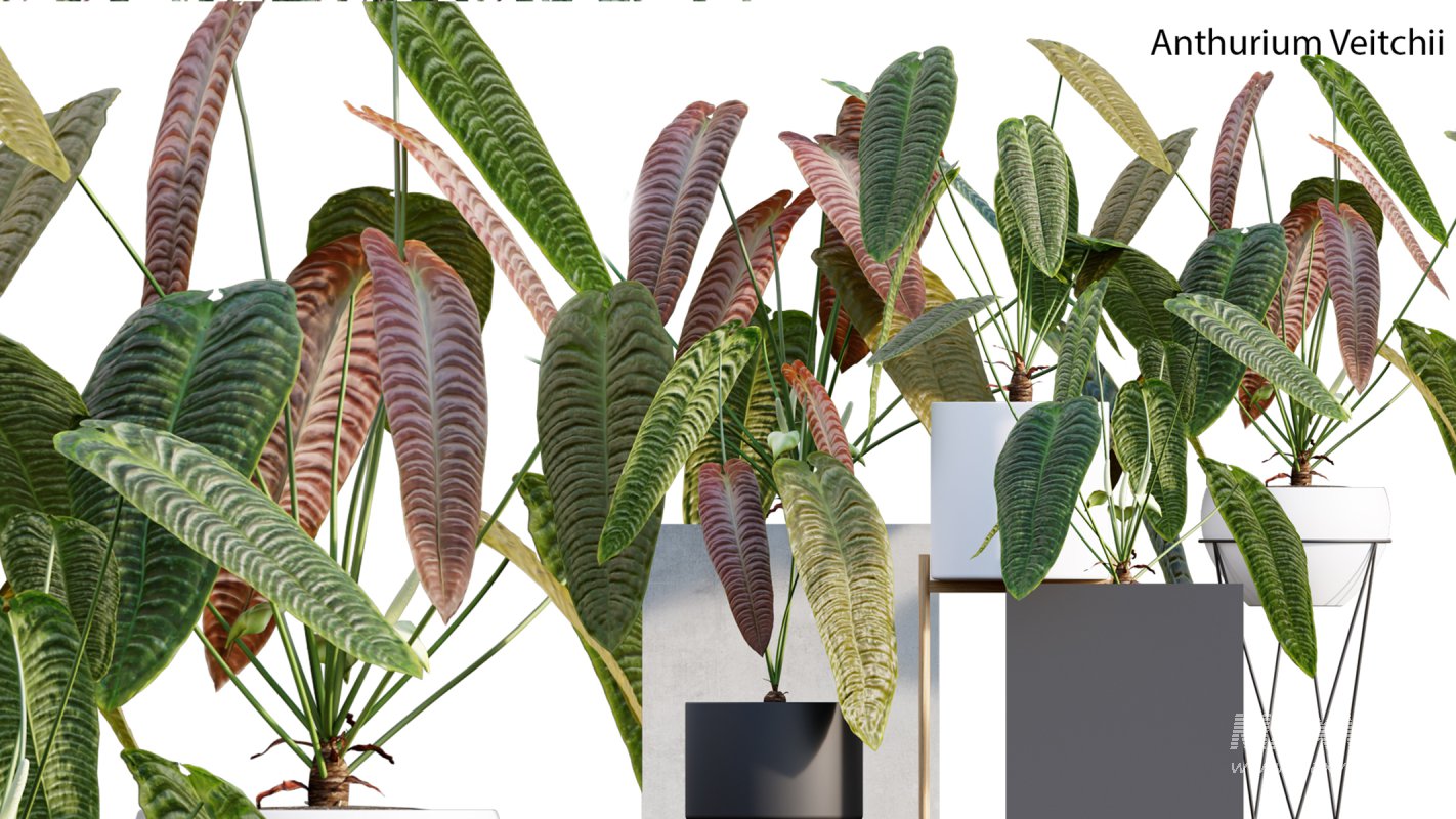 Collection 15 – Interior Plants - Image 7