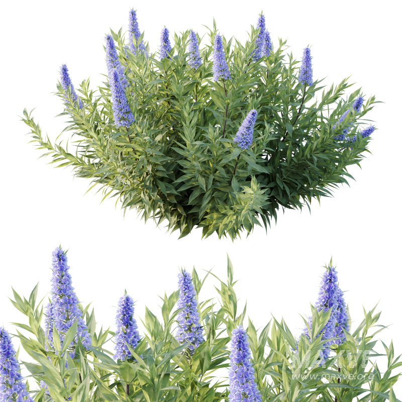 Echium candicans Pride of Madeira Bush 03 - Image 6