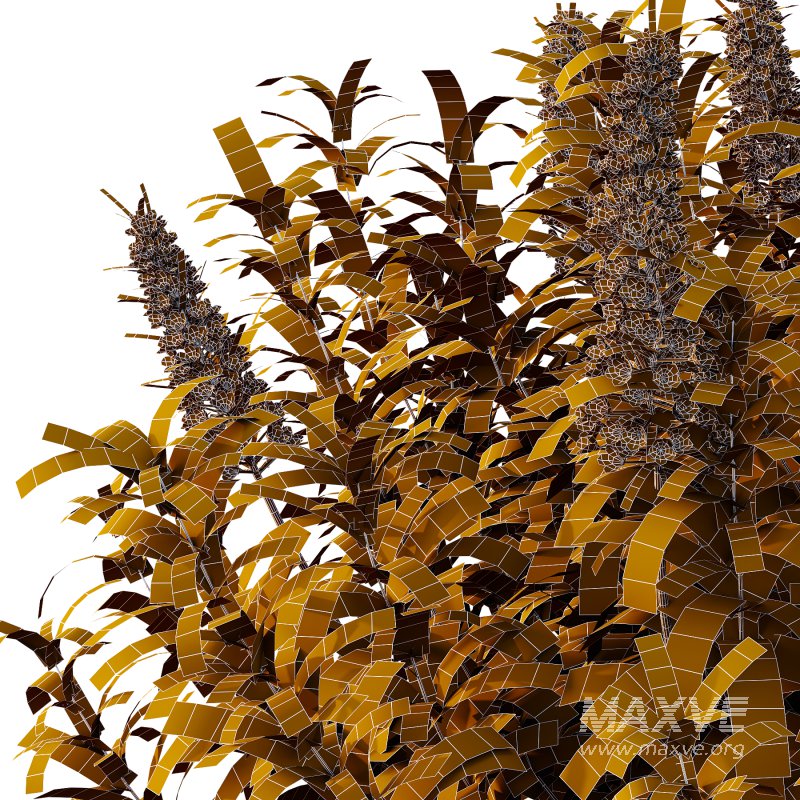 Echium candicans Pride of Madeira Bush 02 - Image 6