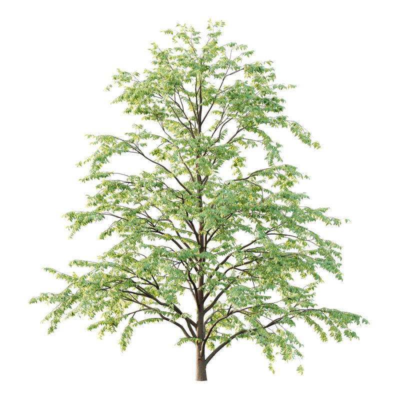 Celtis australis Tree 06 - Image 2