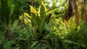 Collection 09 – Fern Garden - Thumbnail 3
