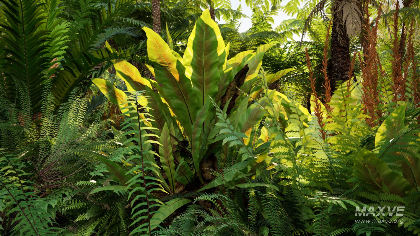 Collection 09 – Fern Garden - Image 3