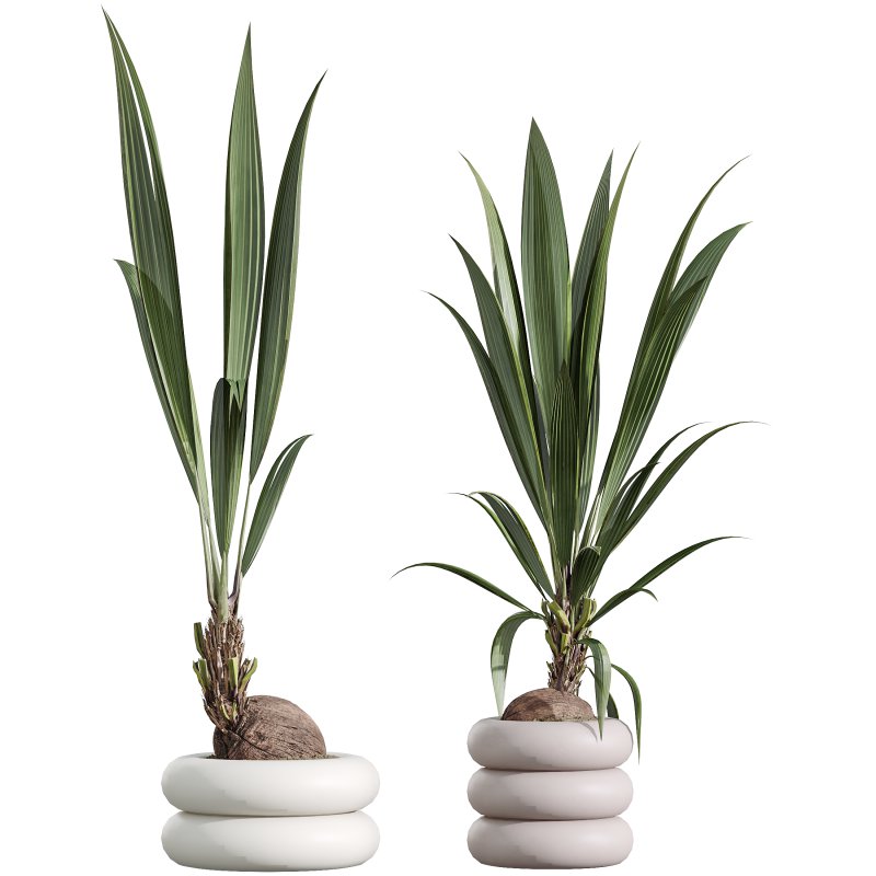 AV Indoor Plants Set 332 Swiss Cheese and Mission Olive and nucifera Coconut Palm - Image 5