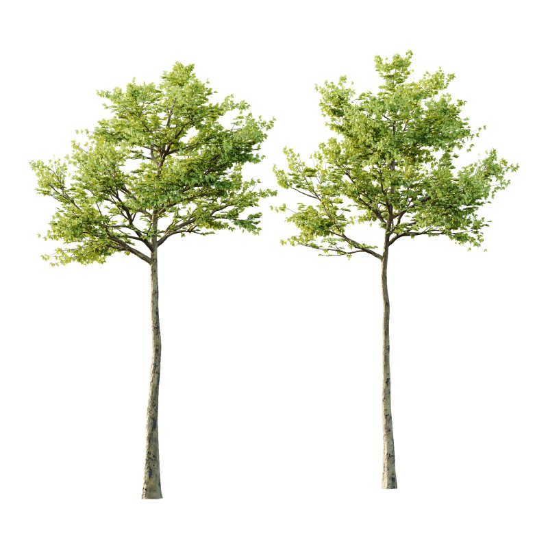 Sycamore Platanus Tree 03 - Image 1