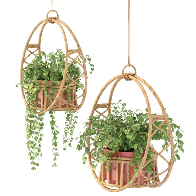 Boho Hanging Plants 05 - Image 7