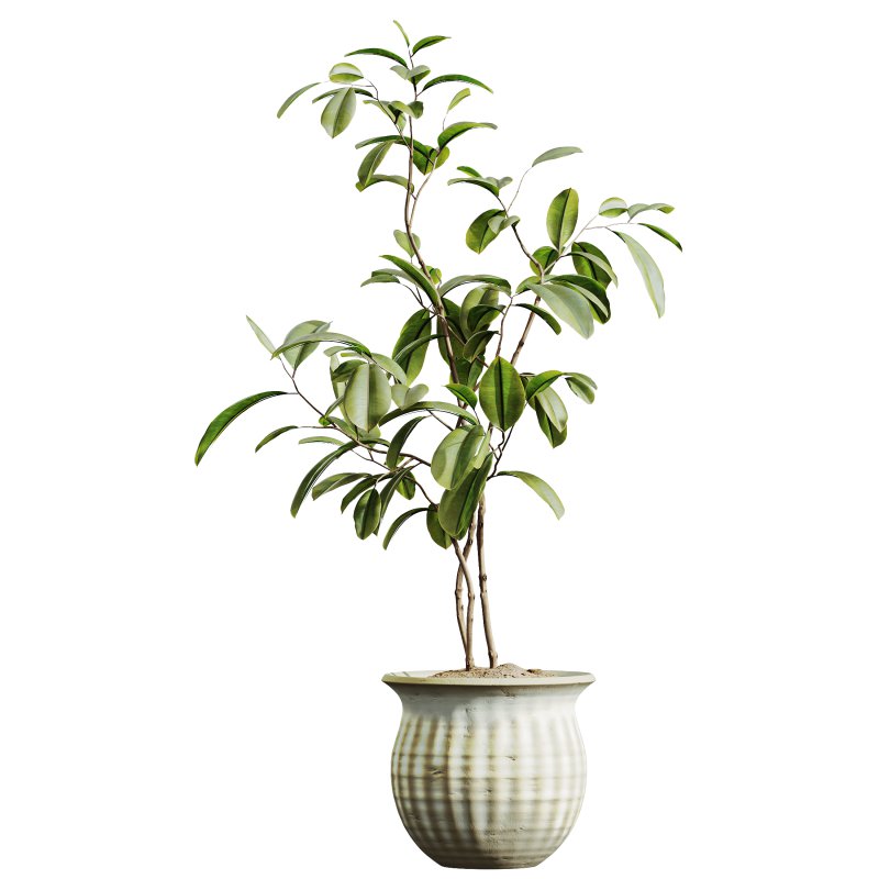 AV Indoor Plants Set 321 Japandi Decorative Minimalism Ficus Dracaena Marginata - Image 1
