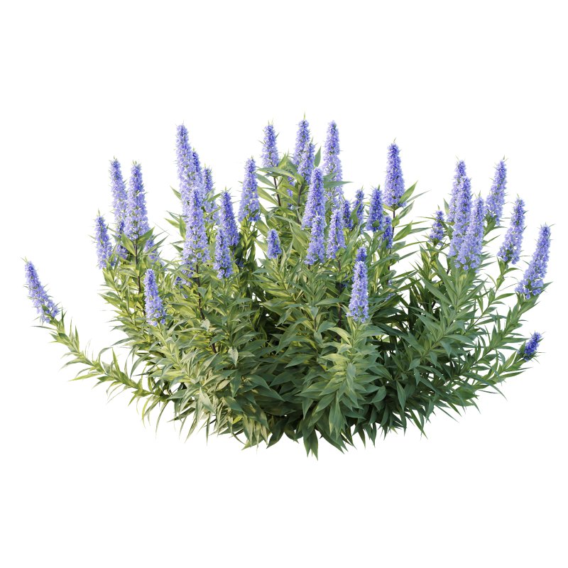 Echium candicans Pride of Madeira Bush 04 - Image 4