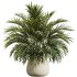 AV Indoor Plants Set 365 Yucca and Areca Palm and Japandi and Euphorbia Drupifera - Thumbnail 6