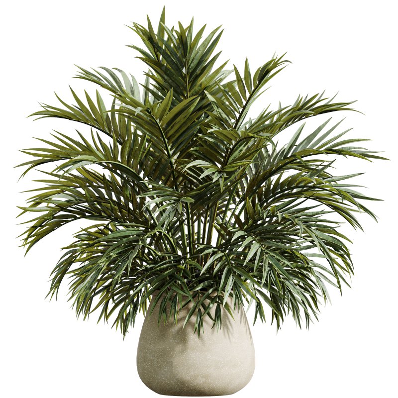 AV Indoor Plants Set 365 Yucca and Areca Palm and Japandi and Euphorbia Drupifera - Image 6