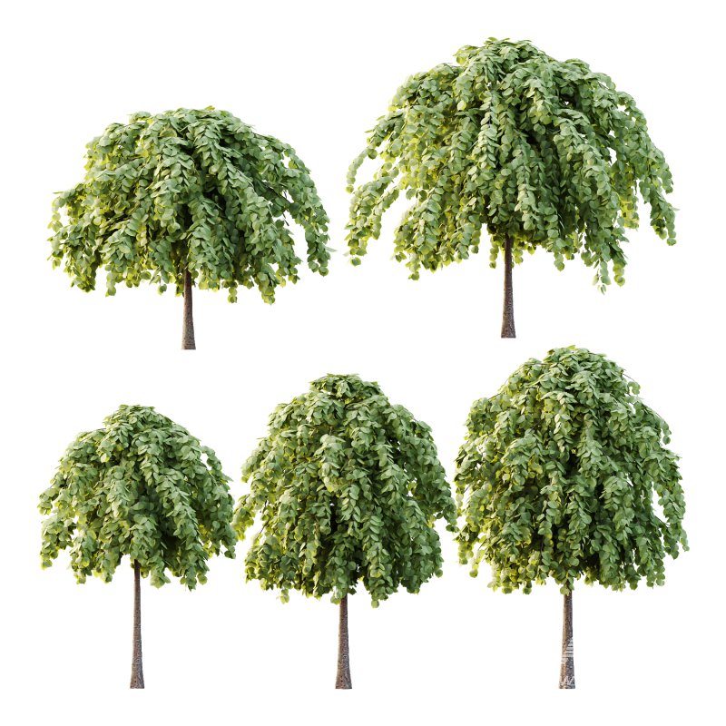 Tilia platyphyllos Tree 14 - Image 1