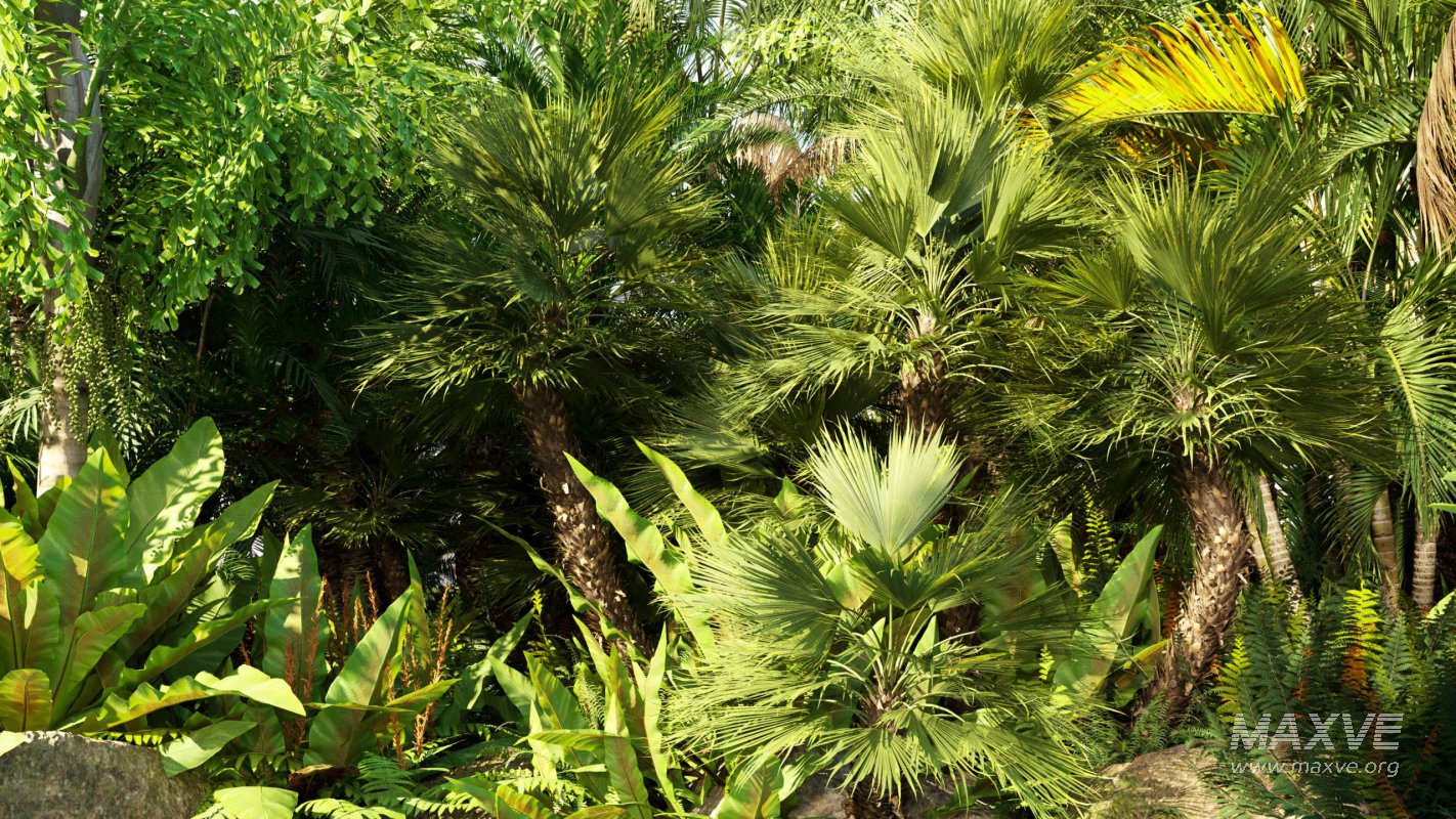 Collection 10 – Palm garden - Image 3