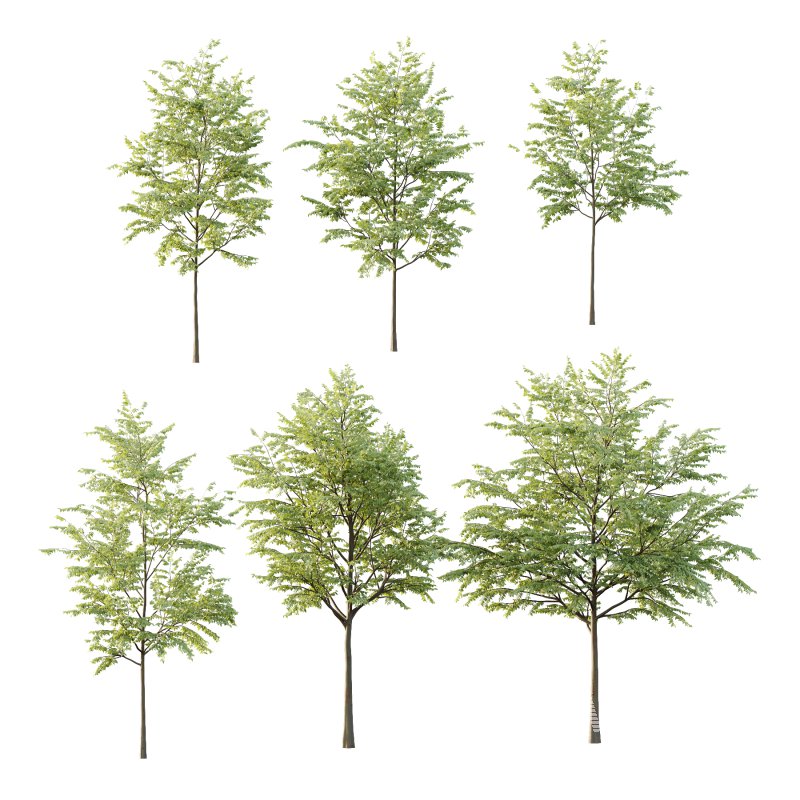 Celtis australis Tree 01 - Image 3