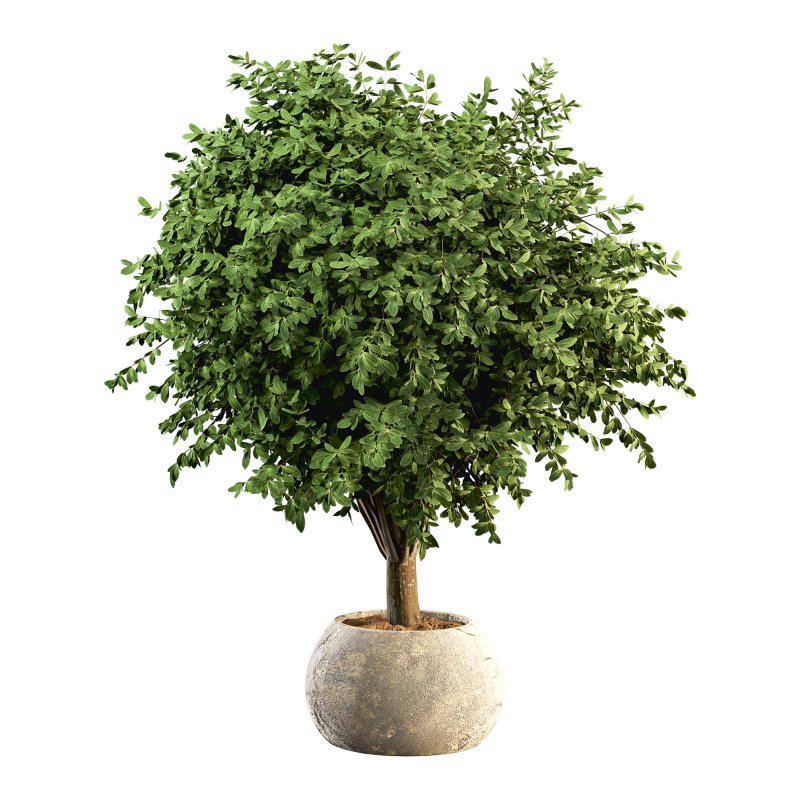 HousePlants Set - Image 2