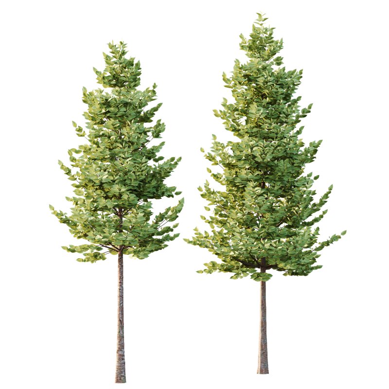 Tilia platyphyllos Tree 06 - Image 5