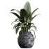 AV Indoor Plants Set 322 Fruit Orange Tree and Ficus Tineke Rubber and Aloe Vera - Thumbnail 2