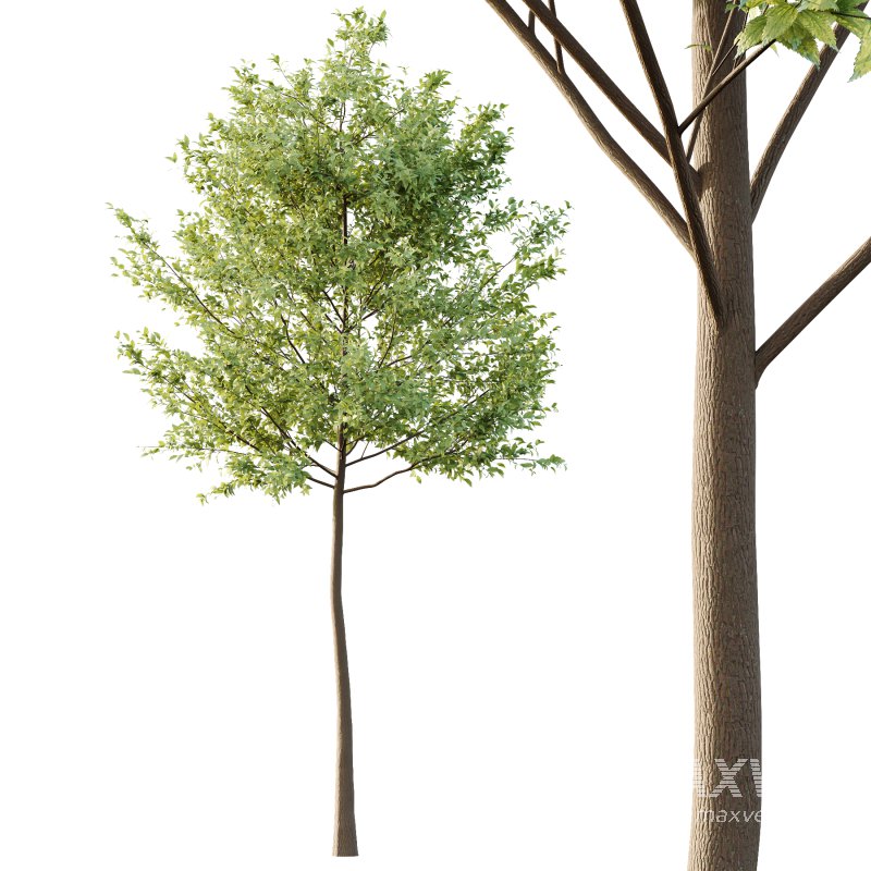 Tilia platyphyllos Tree 04 - Image 3