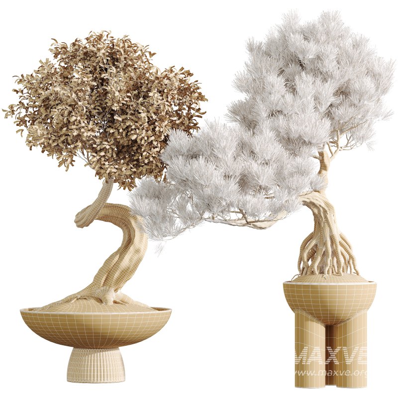 AV Indoor Plants Set 315 Ficus Retusa Bonsai Ginseng and Bonsai Pinus Pentaphylla Thunbergii - Image 10