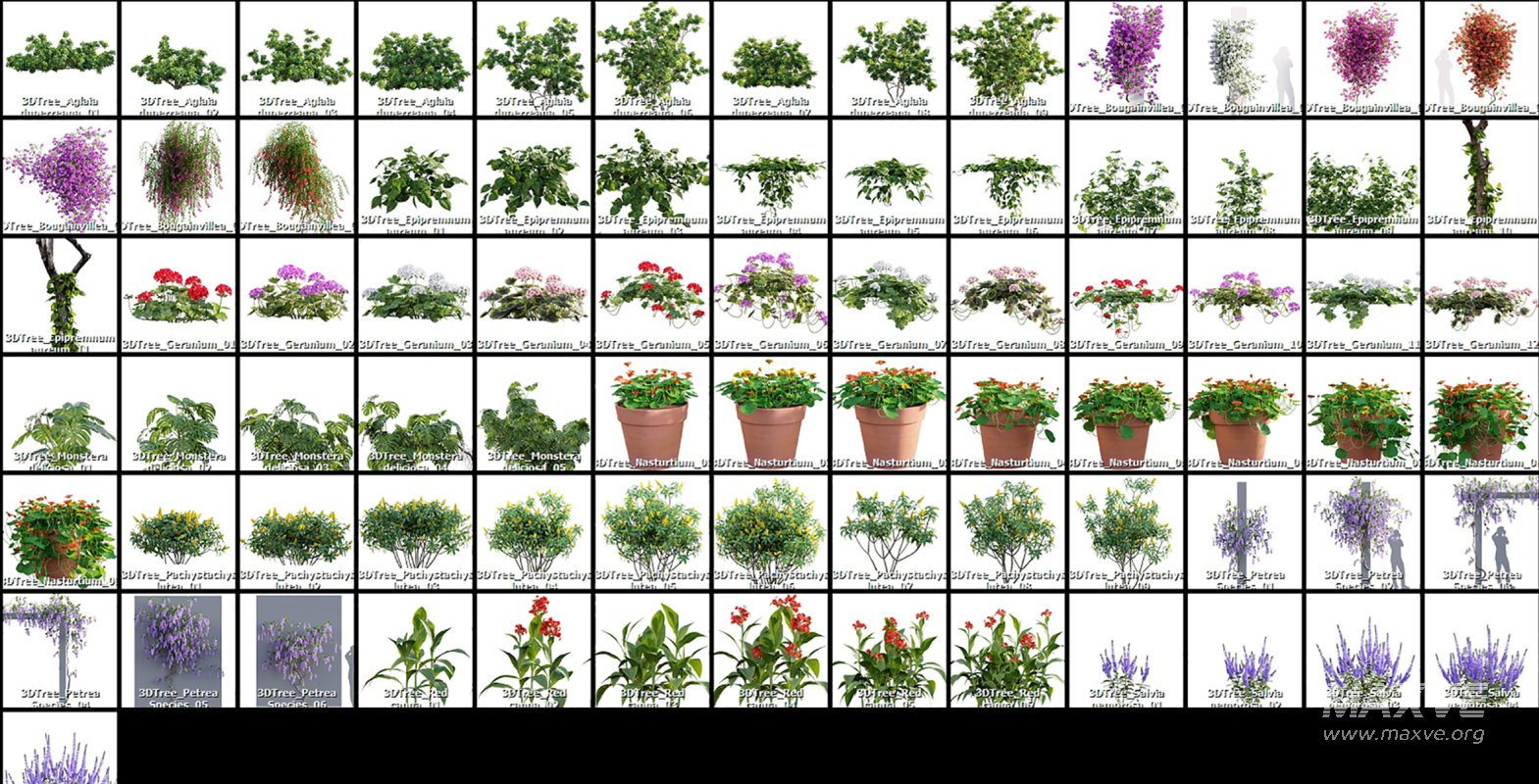 Collection 07 – Central America Garden - Image 4