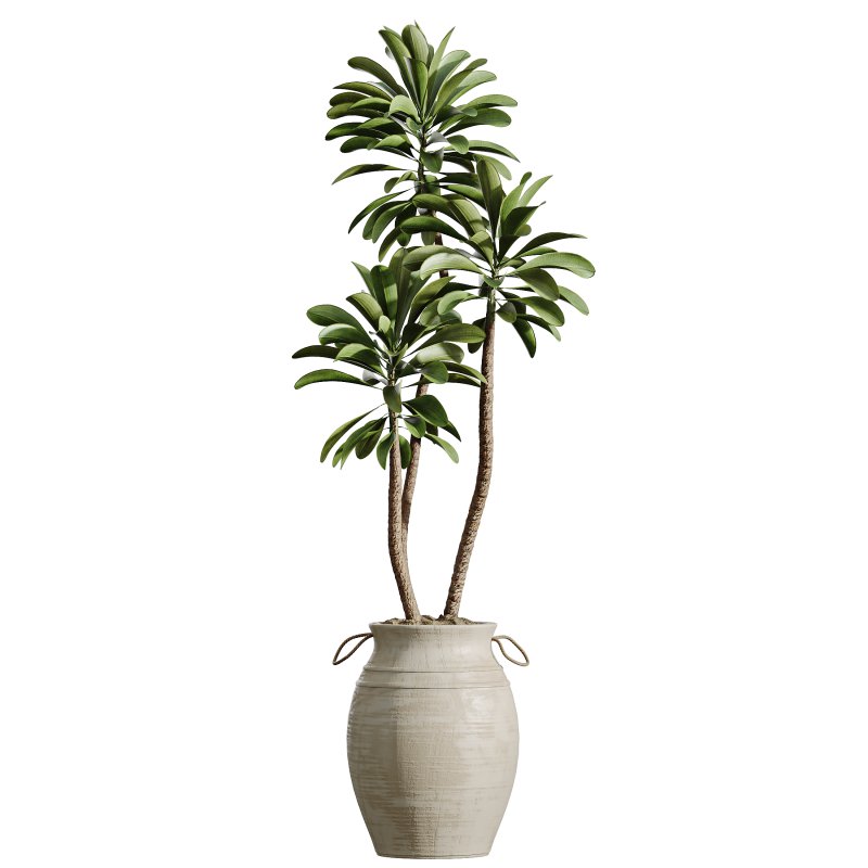 AV Indoor Plants Set 365 Yucca and Areca Palm and Japandi and Euphorbia Drupifera - Image 5