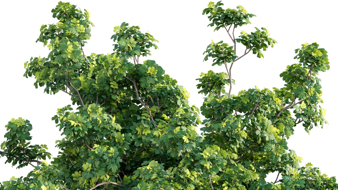 Collection 07 – Central America Garden - Image 37