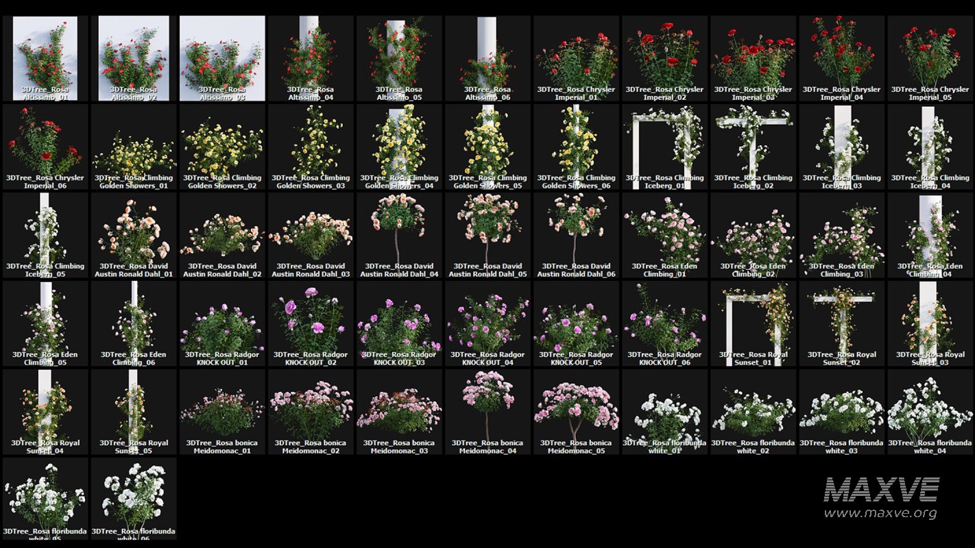 Collection 08 – Rose Garden - Image 45