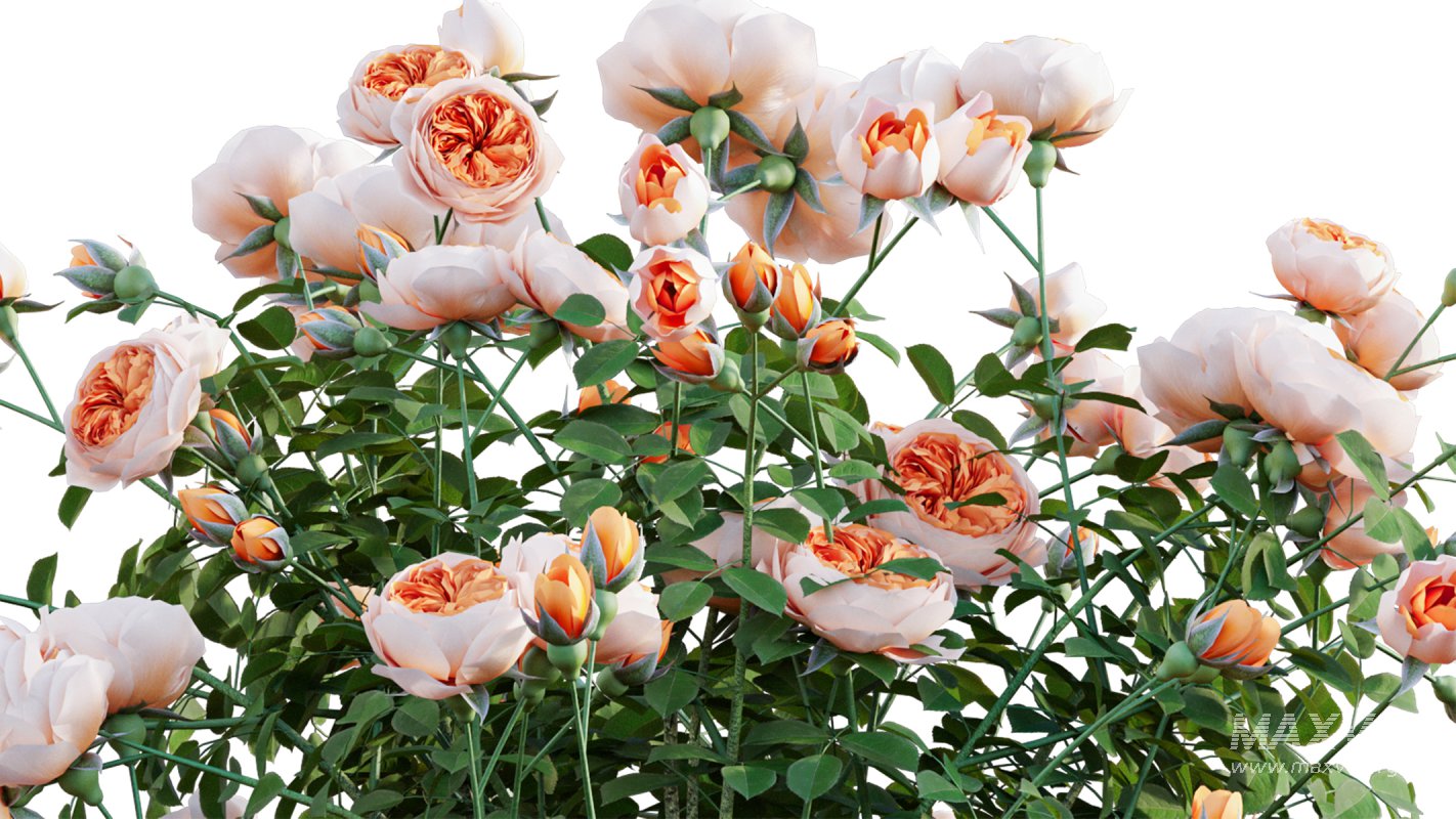 Collection 08 – Rose Garden - Image 26