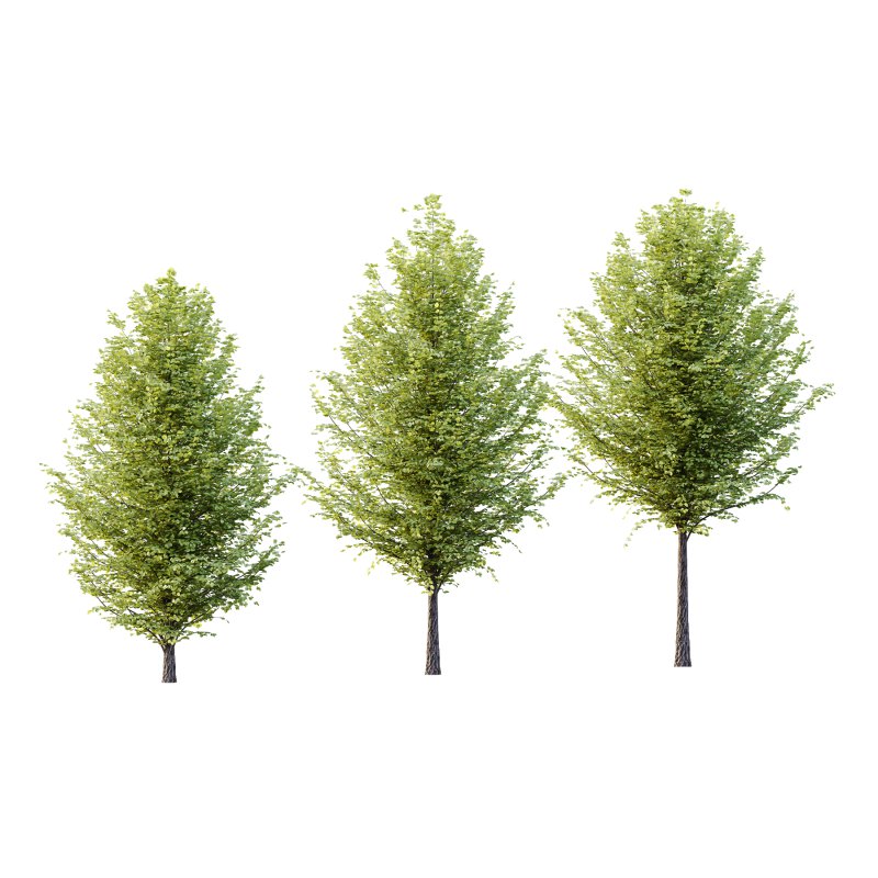 Tilia platyphyllos Tree 15 - Image 2