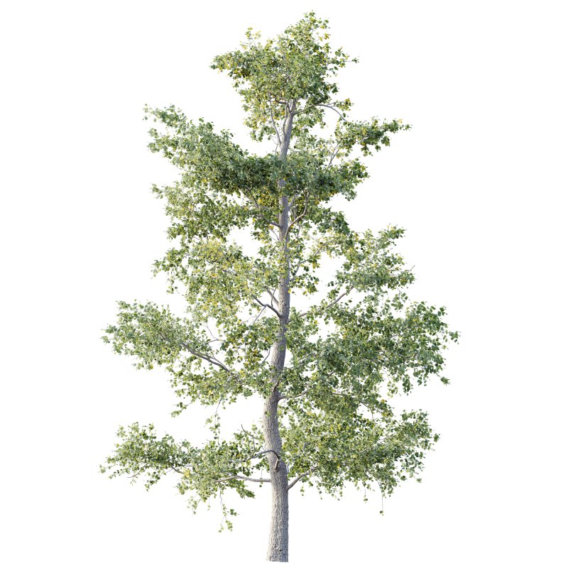 AV Plants Alnus Glutinosa Tree07 - Image 1