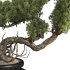 Bonsai - Thumbnail 2