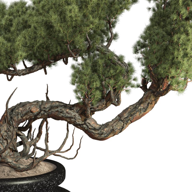 Bonsai - Image 2
