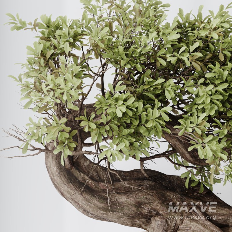 AV Indoor Plants Set 360 Olive and Banana Nicolai and Ficus Bonsai Ginseng - Image 5