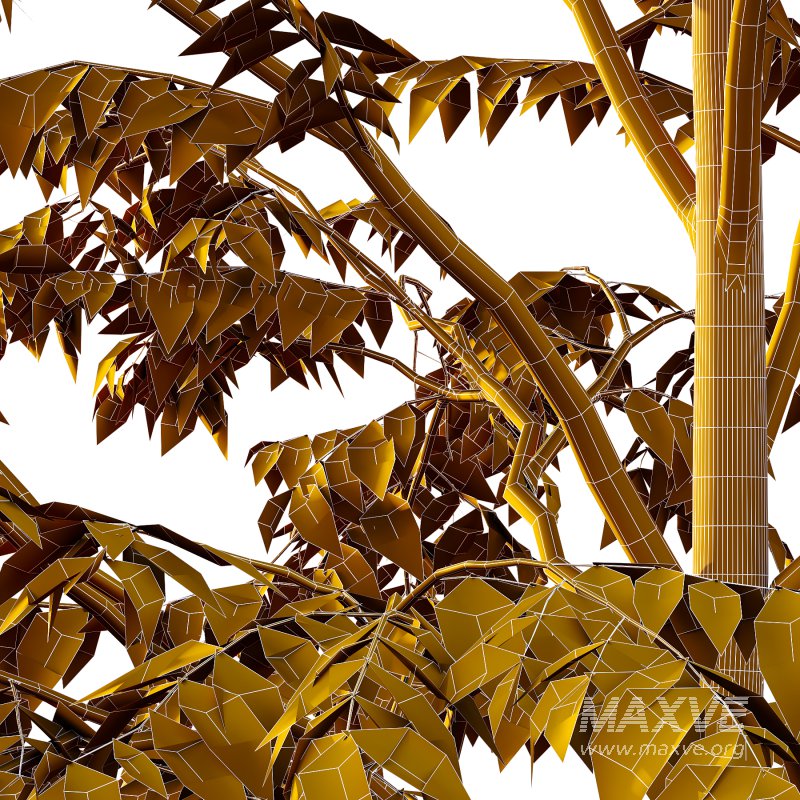 Celtis australis Tree 06 - Image 6