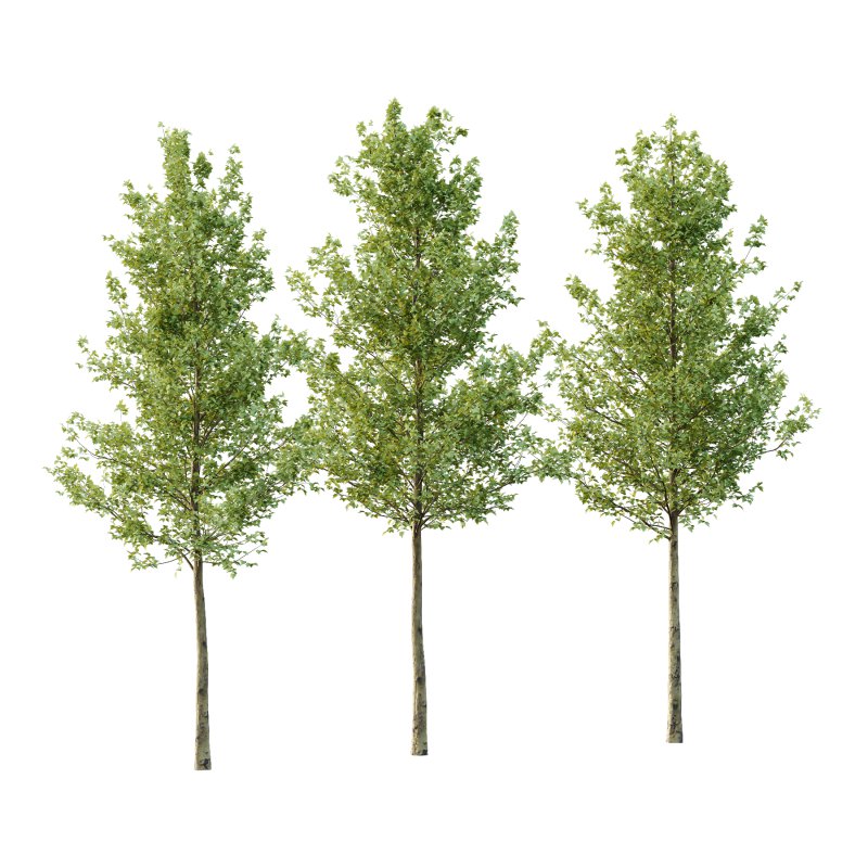 Sycamore Platanus Tree 05 - Image 1