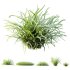 ntal grasses are widely used in landscaping for ground cover, edging, and creating natural textures in gardens. The set offers realistic density and organic variation, making it ideal for exterior design, botanical compositions, and architectural visualizations. With clean topology and 4K textures, these models ensure both high performance and lifelike detail. - Thumbnail 7