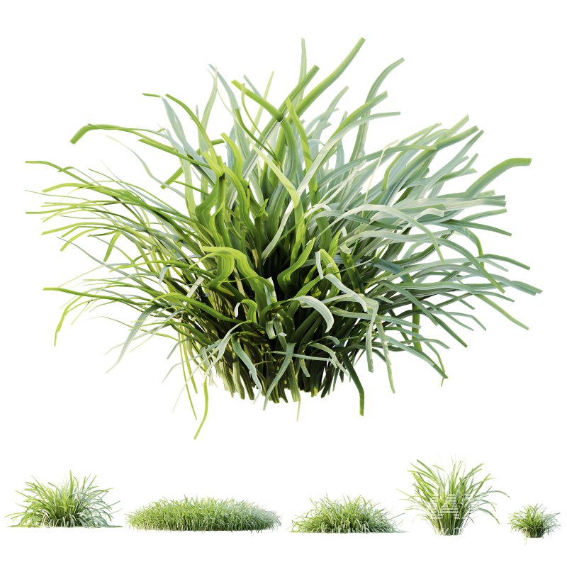 ntal grasses are widely used in landscaping for ground cover, edging, and creating natural textures in gardens. The set offers realistic density and organic variation, making it ideal for exterior design, botanical compositions, and architectural visualizations. With clean topology and 4K textures, these models ensure both high performance and lifelike detail. - Image 7