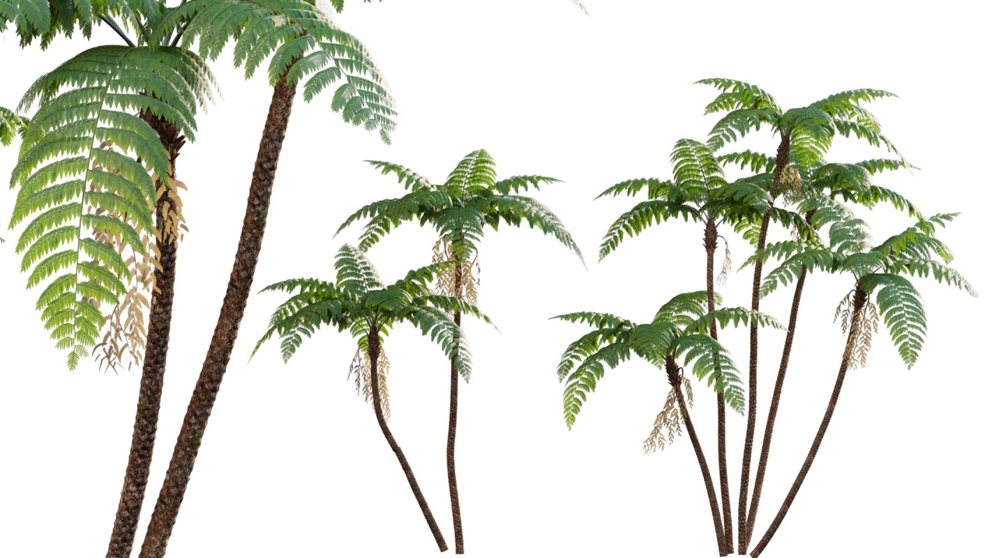 Collection 09 – Fern Garden - Image 20