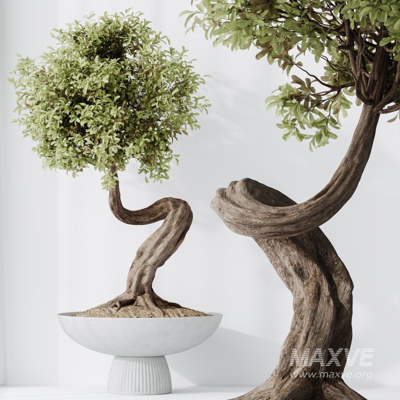 AV Indoor Plants Set 315 Ficus Retusa Bonsai Ginseng and Bonsai Pinus Pentaphylla Thunbergii - Image 6