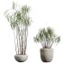 AV Indoor Plants Set 345 Ficus Dracaena Marginata and Alnus Alder Betulaceae - Thumbnail 4