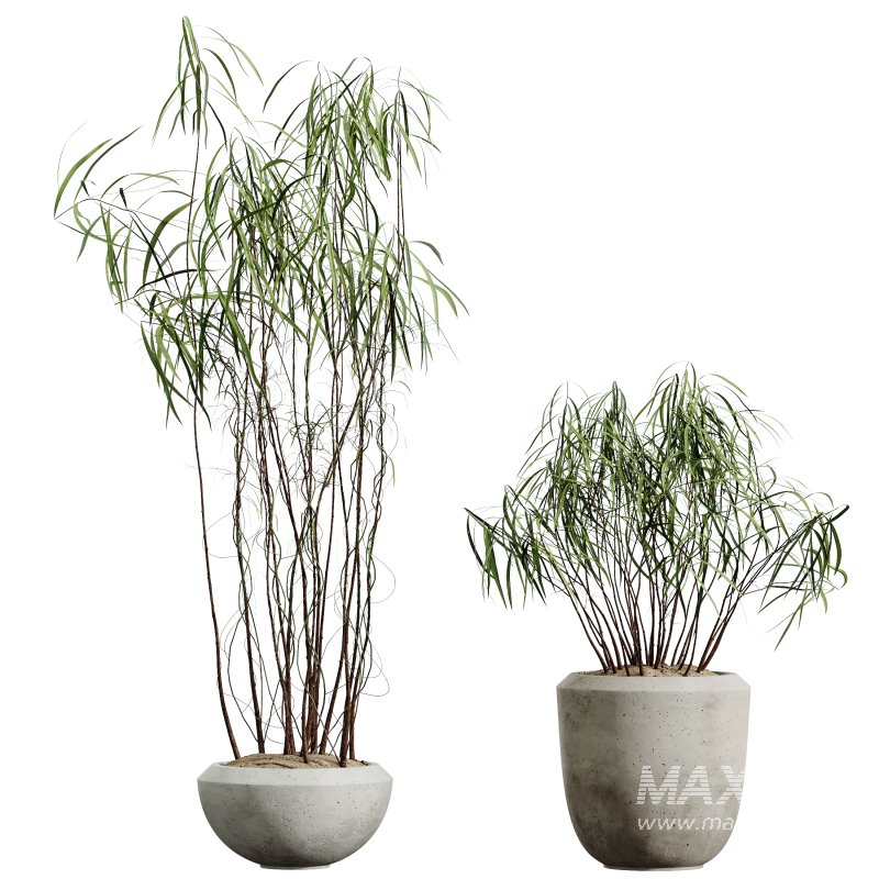 AV Indoor Plants Set 345 Ficus Dracaena Marginata and Alnus Alder Betulaceae - Image 4