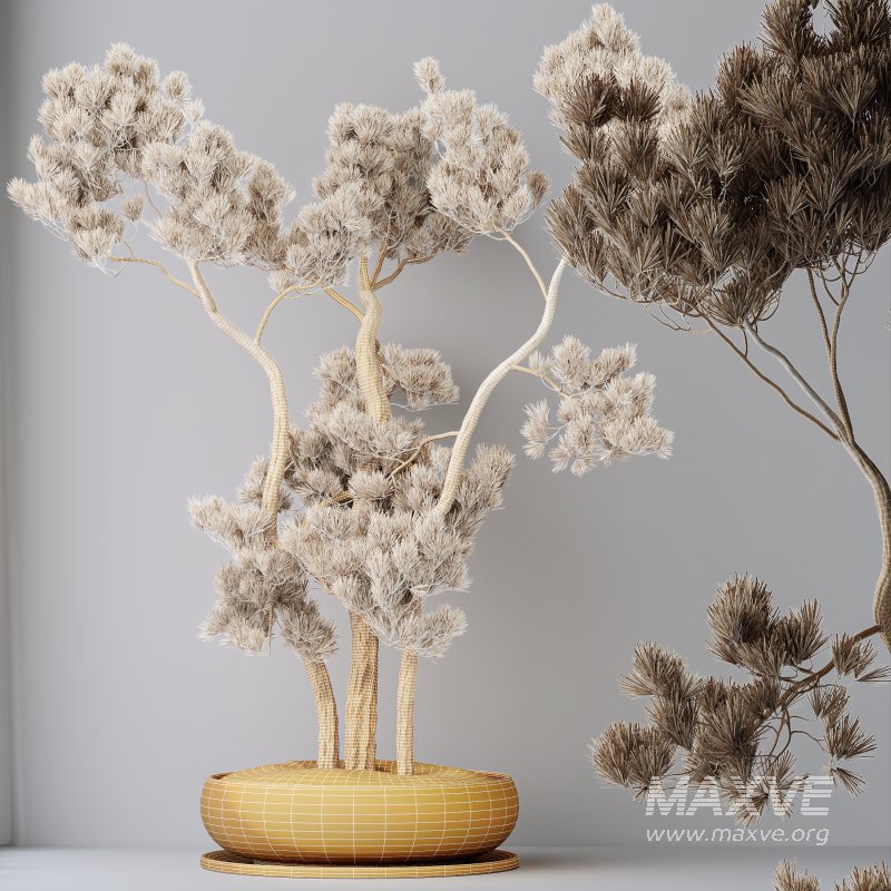 AV Indoor Plants Set 316 Retusa Microcarpa Bonsai Ginseng and Pinus Pentaphylla Bonsai - Image 6