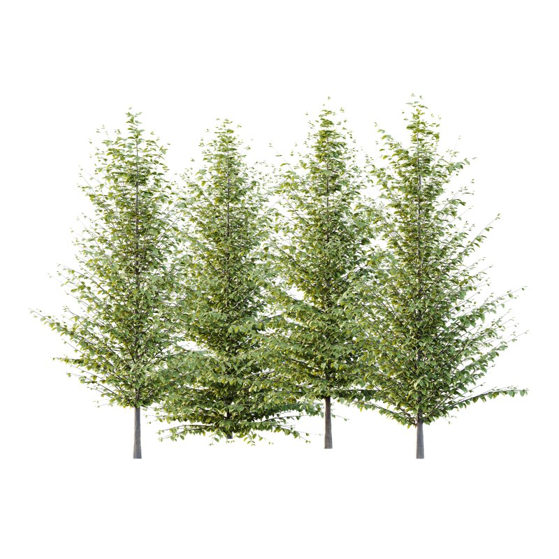 Different Trees 59 - Image 5