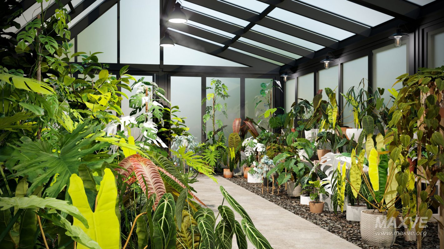 Collection 15 – Interior Plants - Image 1