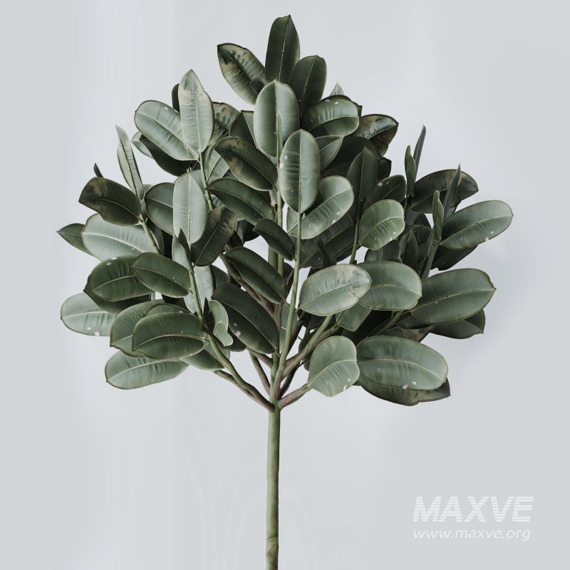 AV Indoor Plants Set 334 Aspidistra Elatior and Rubber Ficus Elastica and Ficus microcarpa Moclame - Image 9