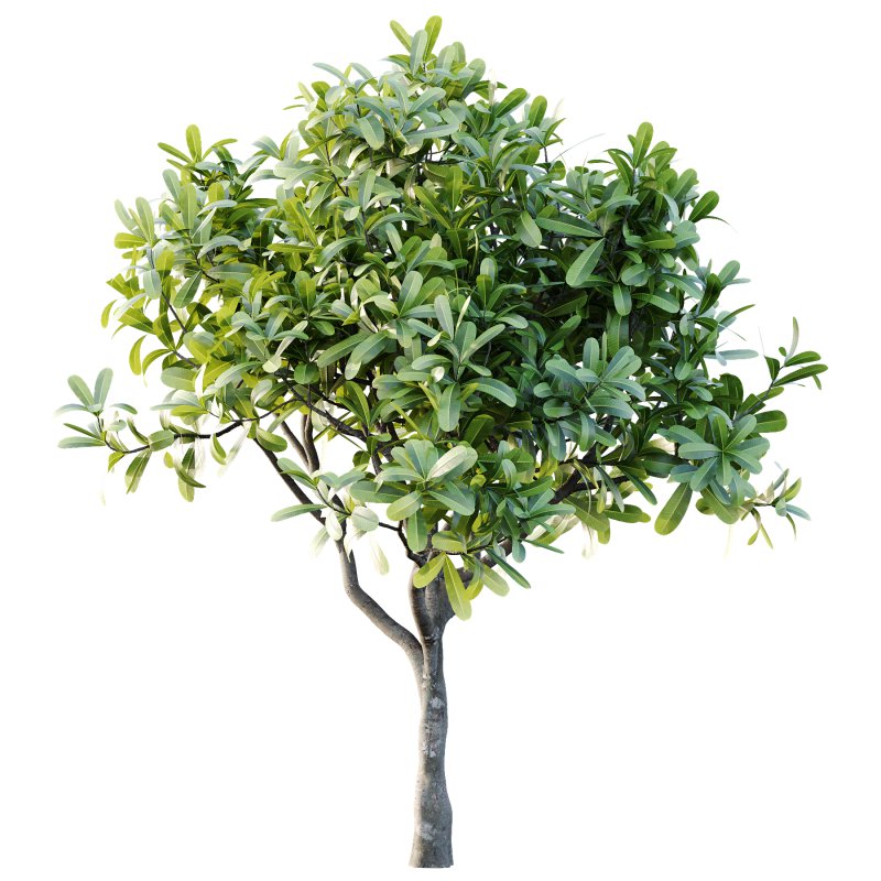 Plumeria Obtusa plant 02 - Image 5