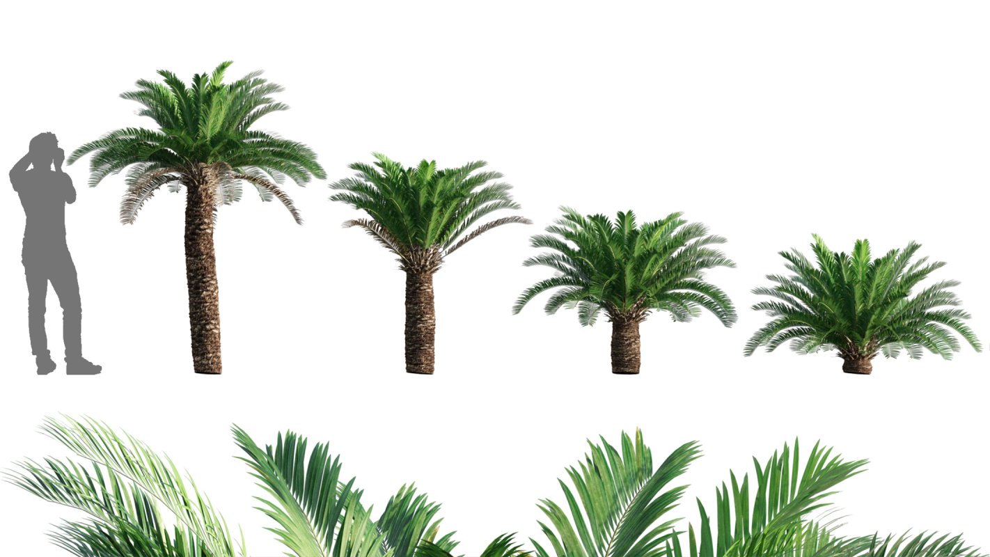 Collection 10 – Palm garden - Image 23
