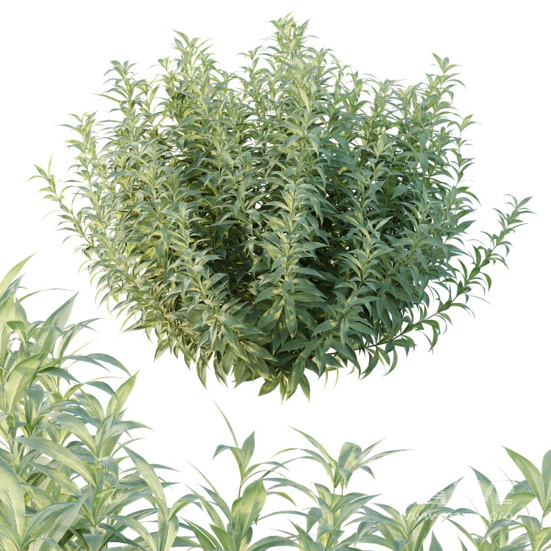 Echium candicans Pride of Madeira Bush 01 - Image 7