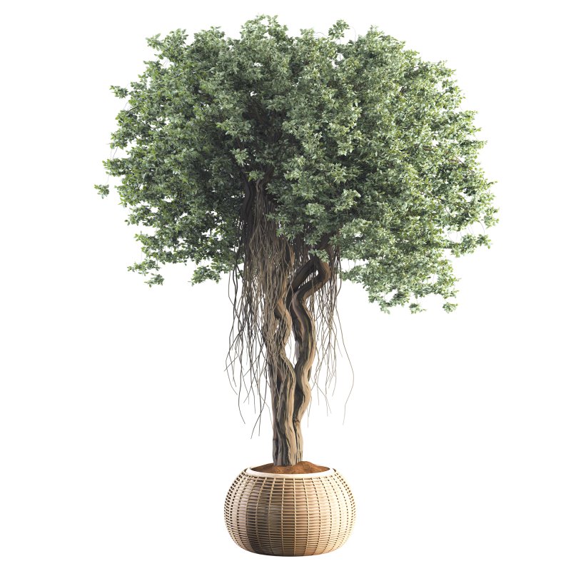 Indoor Tree in Pot Collection - Image 4